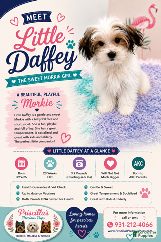 Morkie dogs for sale: Daffey - Ad 3