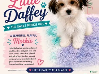 Morkie dogs Daffey - Ad 3