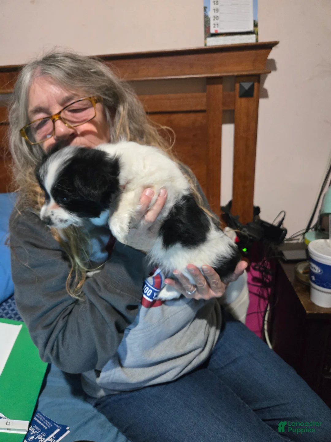 Mixed Breed dogs for sale: Mixed Breed Puppy 1 - Ad 1