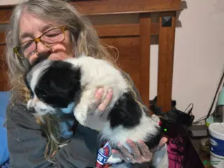 Mixed Breed dogs Mixed Breed Puppy 1 - Ad 19