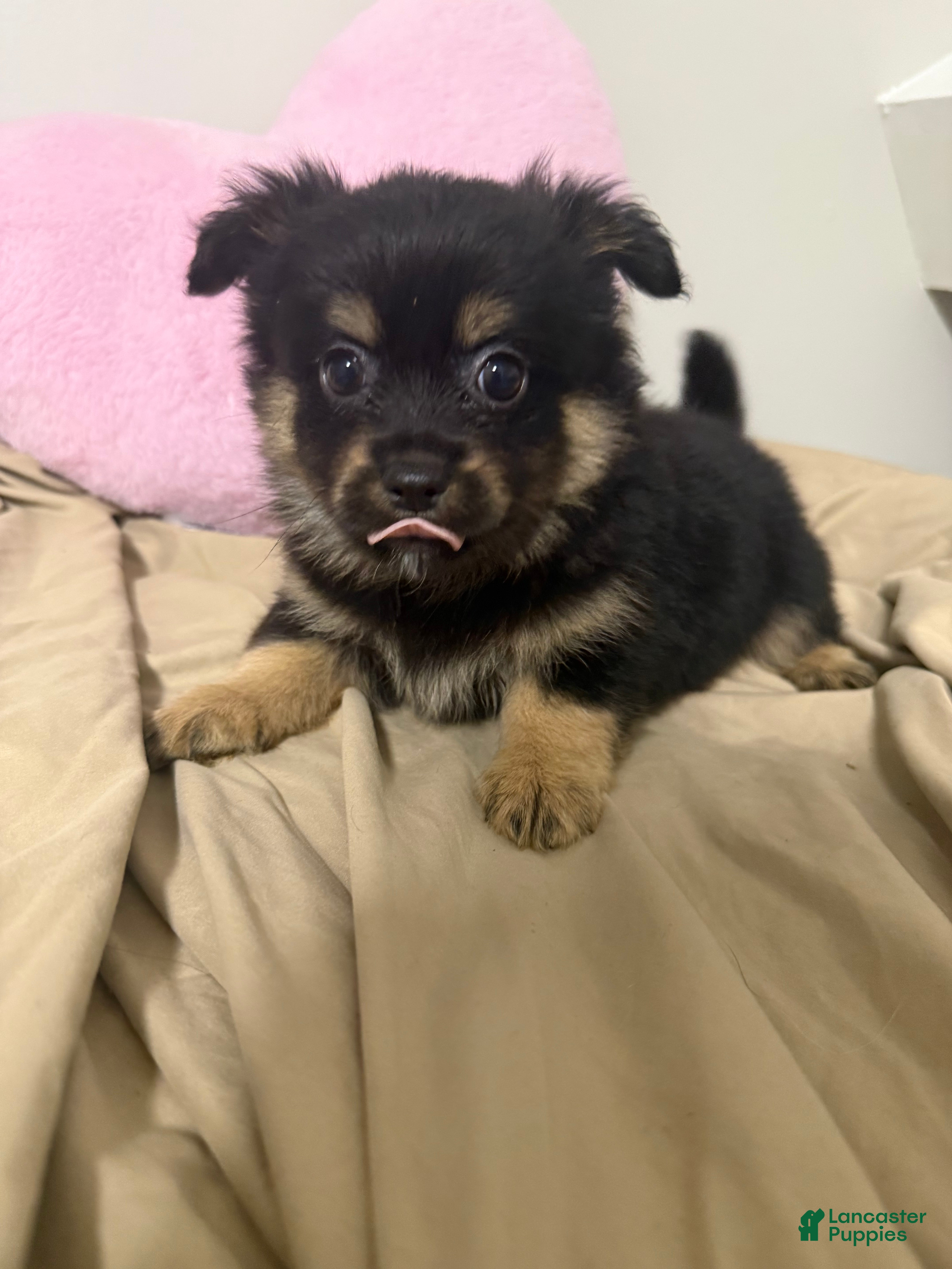 Pomchi dogs Pomchi Puppy 6 - Ad 6