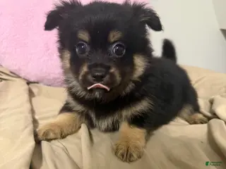 Pomchi dogs Pomchi Puppy 6 - Ad 6