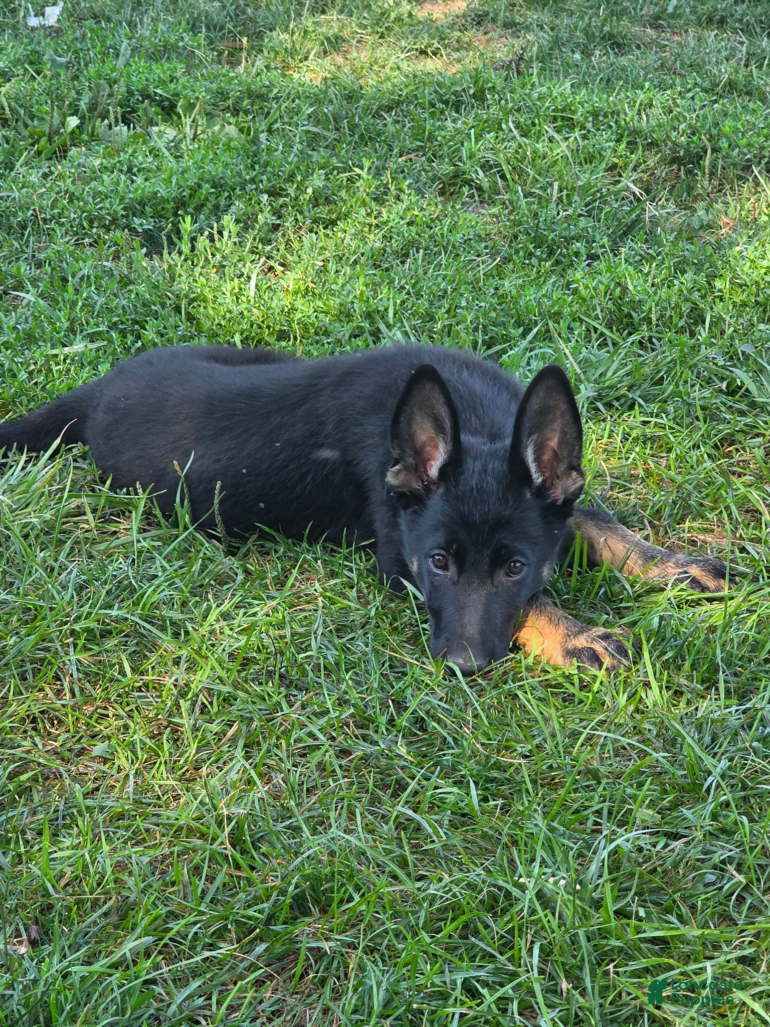German Shepherd dogs Bella - Ad 1