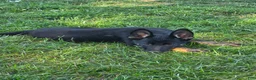 German Shepherd dogs for sale: Bella - Ad 1