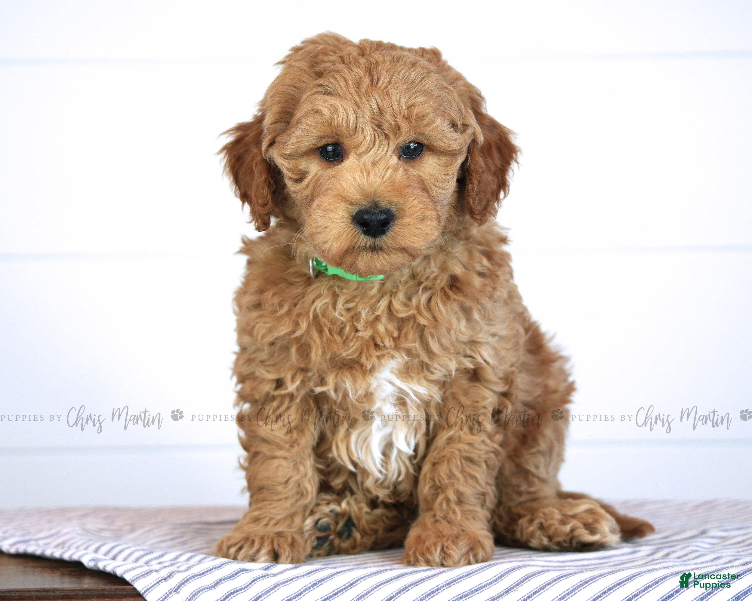 Mini Goldendoodle dogs Trevor - Ad 1