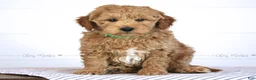 Mini Goldendoodle dogs for sale: Trevor - Ad 1