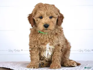 Mini Goldendoodle dogs for sale: Trevor - Ad 2