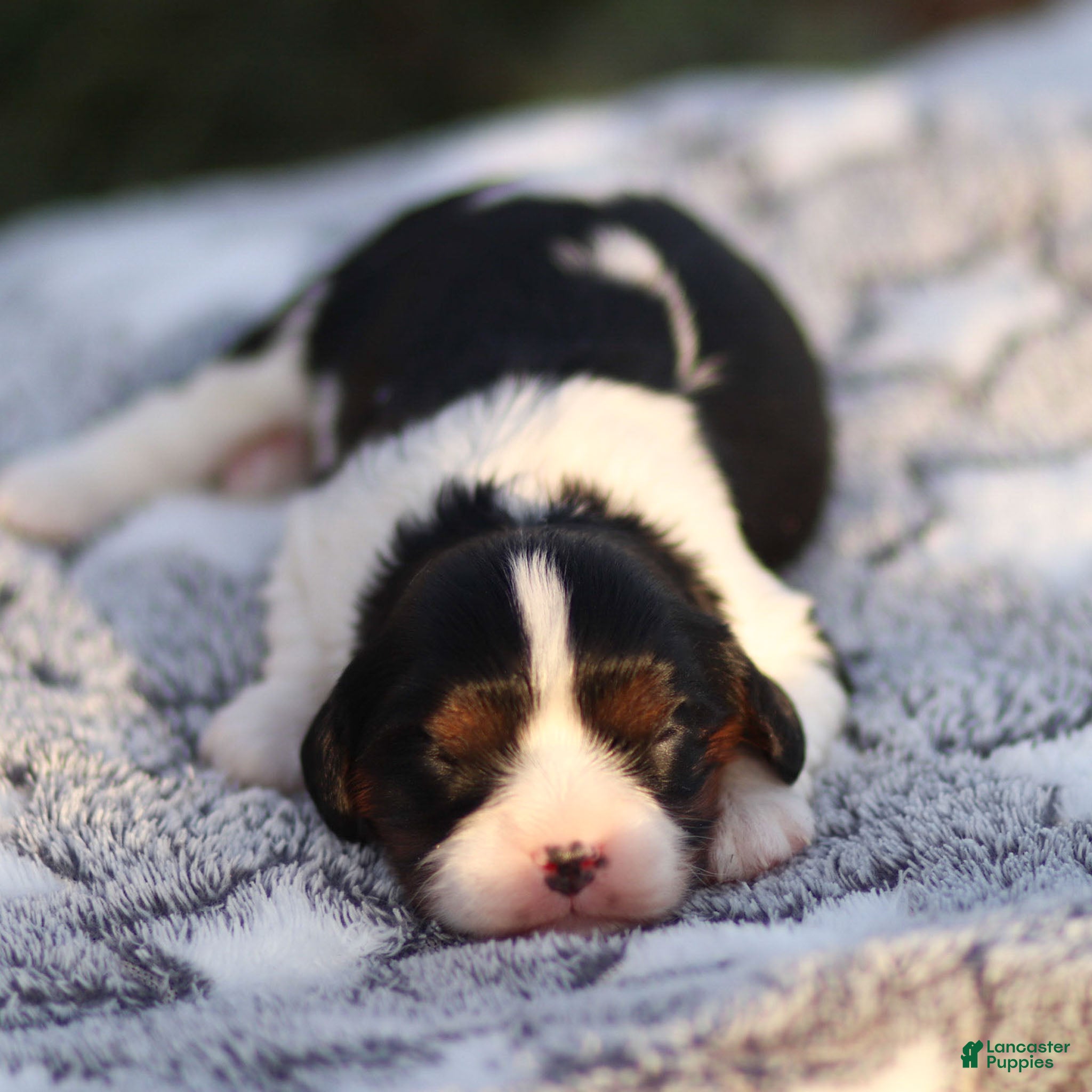 Cavalier King Charles Spaniel dogs Cassian - Ad 21