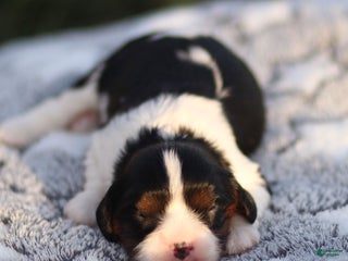 Cavalier King Charles Spaniel dogs Cassian - Ad 40