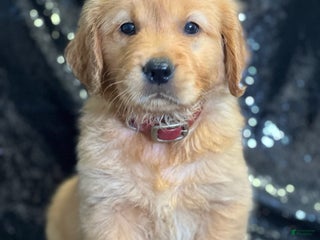 Golden Retriever dogs - Ad 20