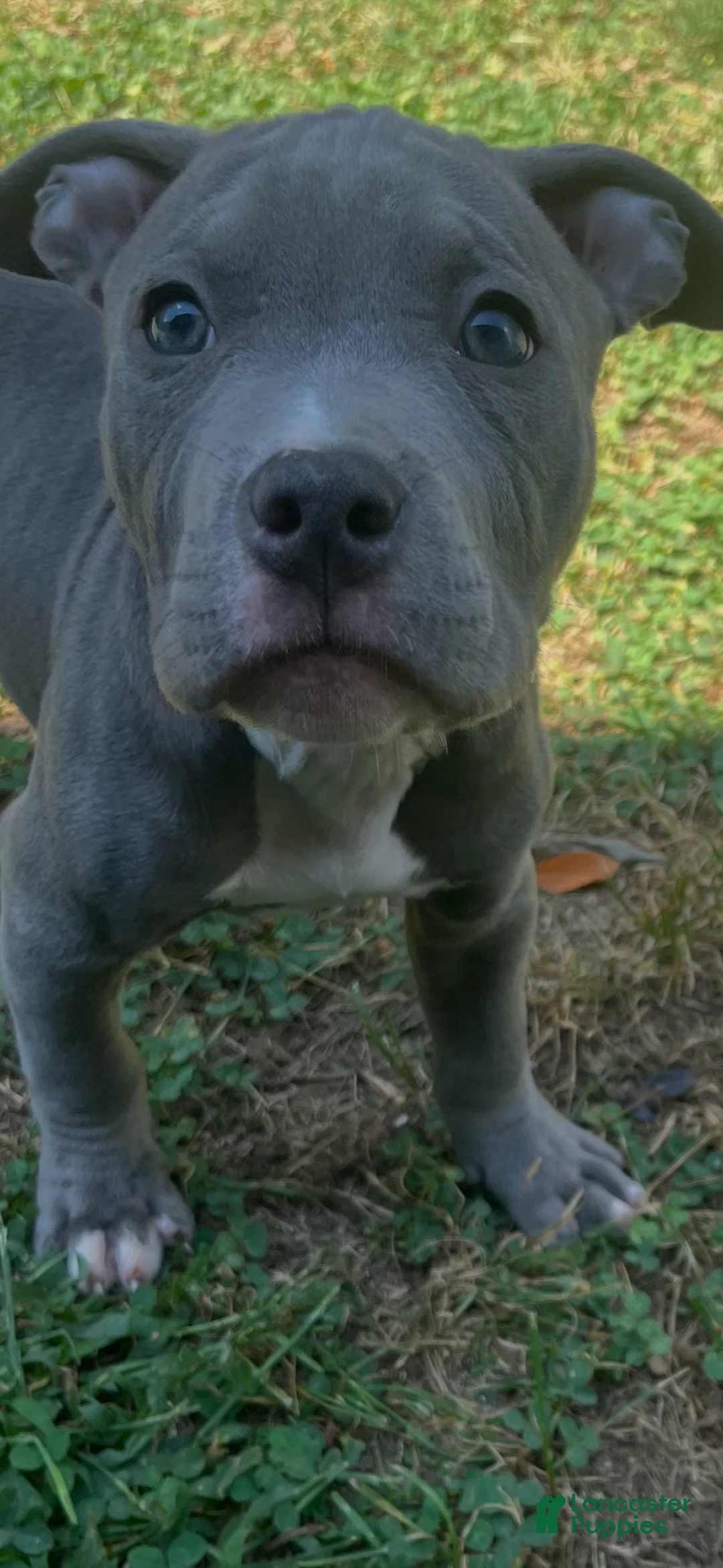 American Bully dogs for sale: Beau - Ad 1