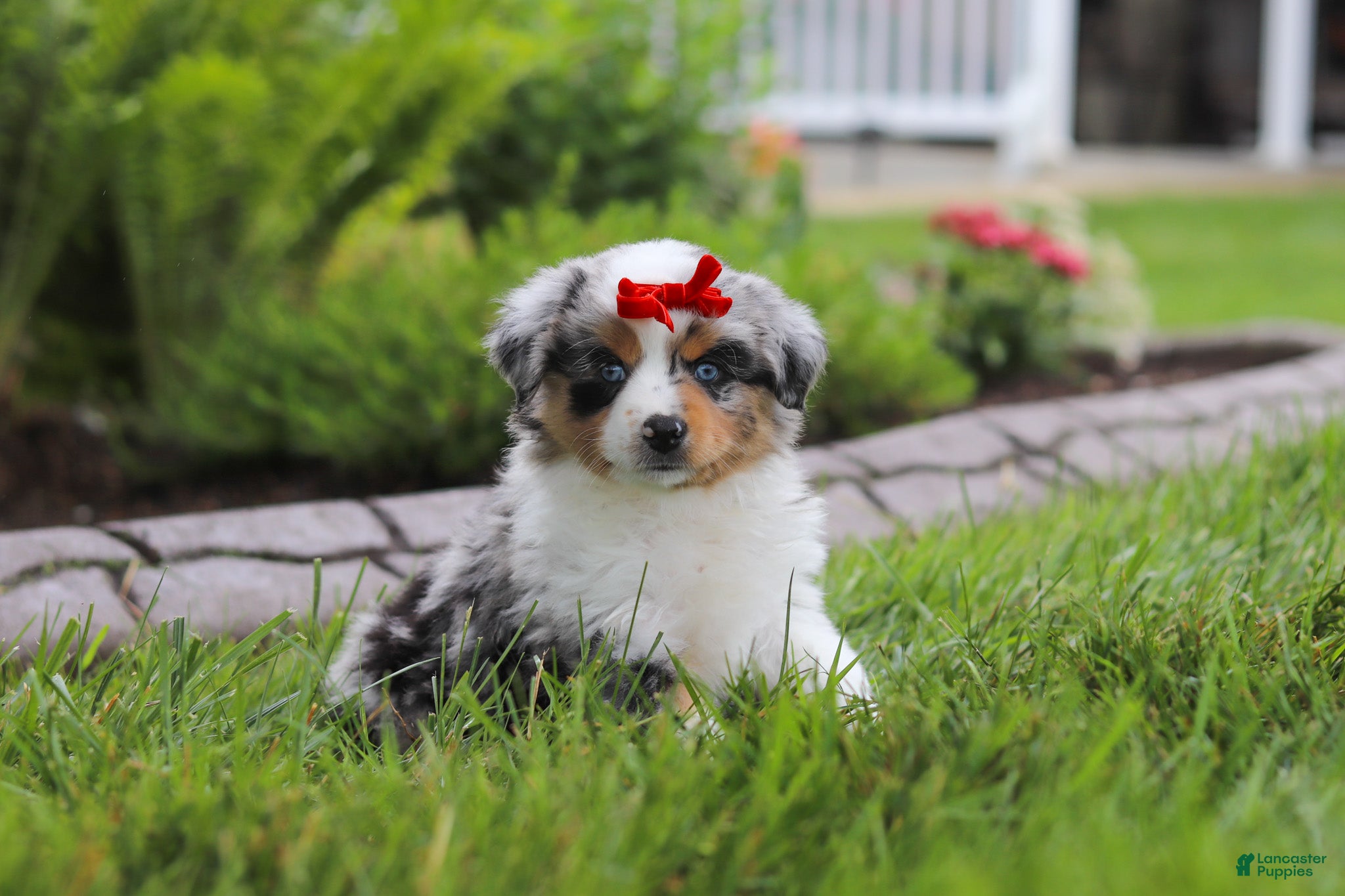 Miniature Australian Shepherd dogs Bonnie - Ad 1