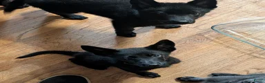 Sheprador 3