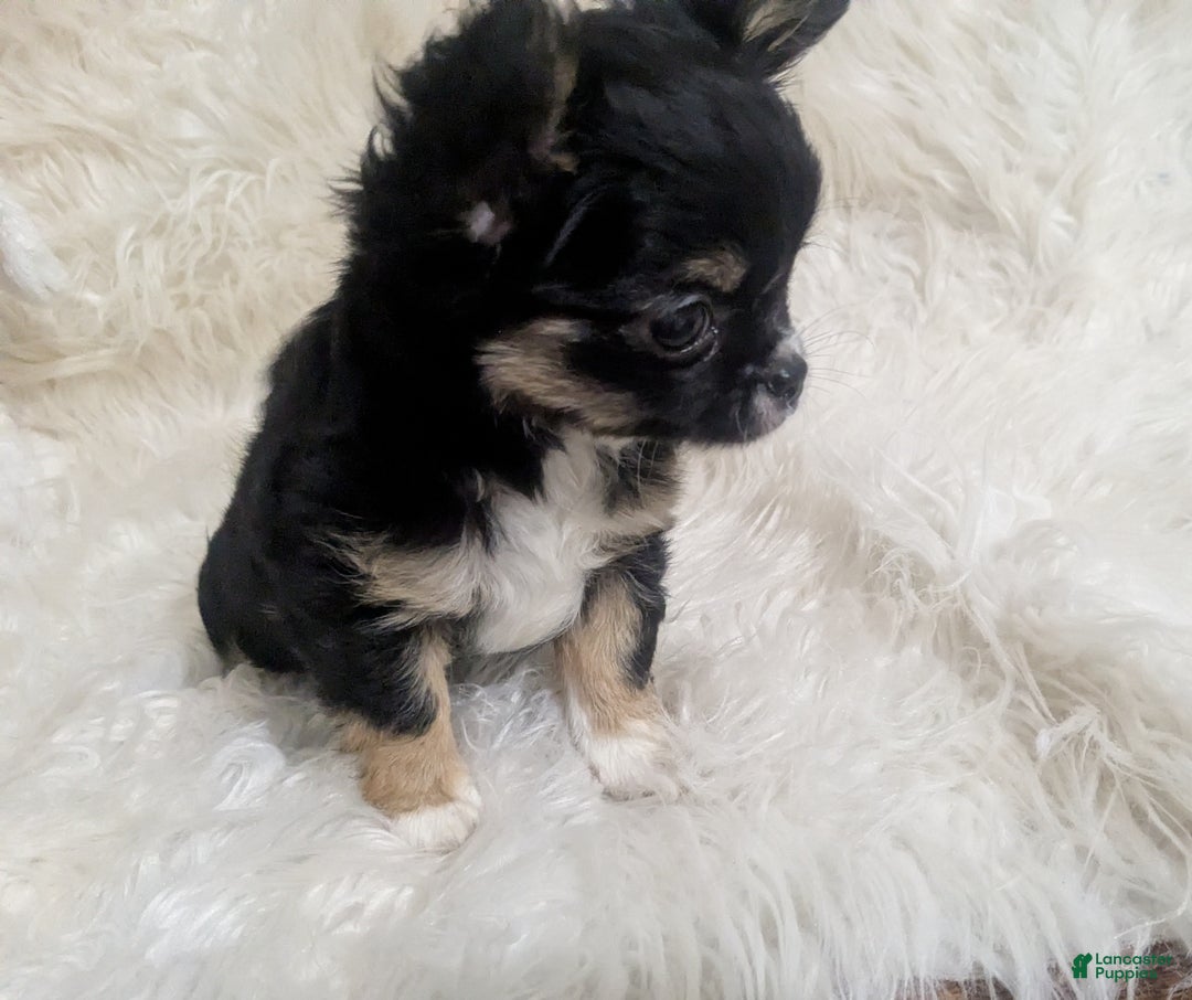 Chihuahua dogs for sale:  AKC Nilolai  - Ad 3