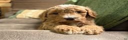 Miniature Poodle dogs for sale: Rocky - Ad 2