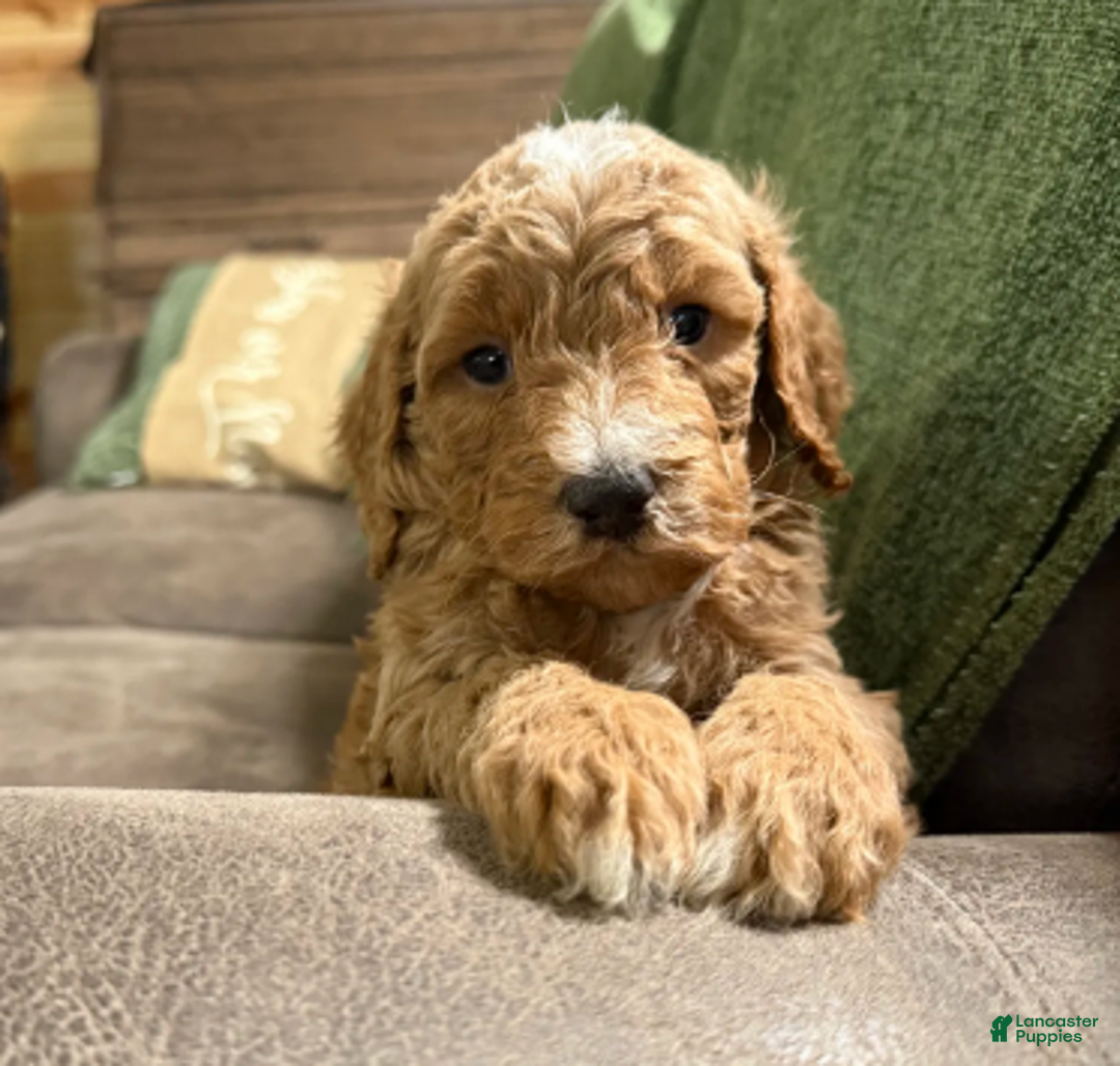 Miniature Poodle dogs for sale: Rocky - Ad 2