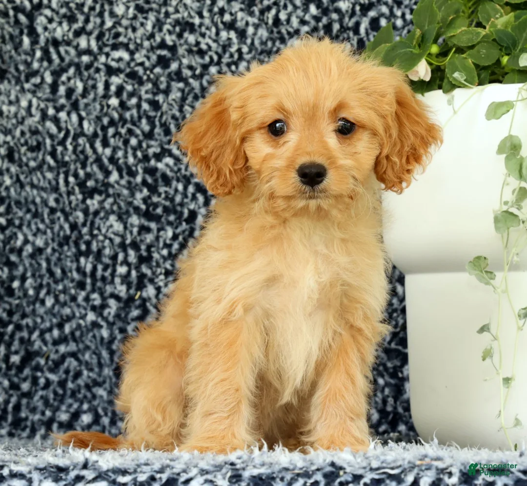Cavapoo dogs for sale: Wyatt - Ad 2