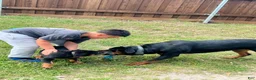 Rottweiler dogs for sale: Rottweiler Puppy 1 - Ad 4