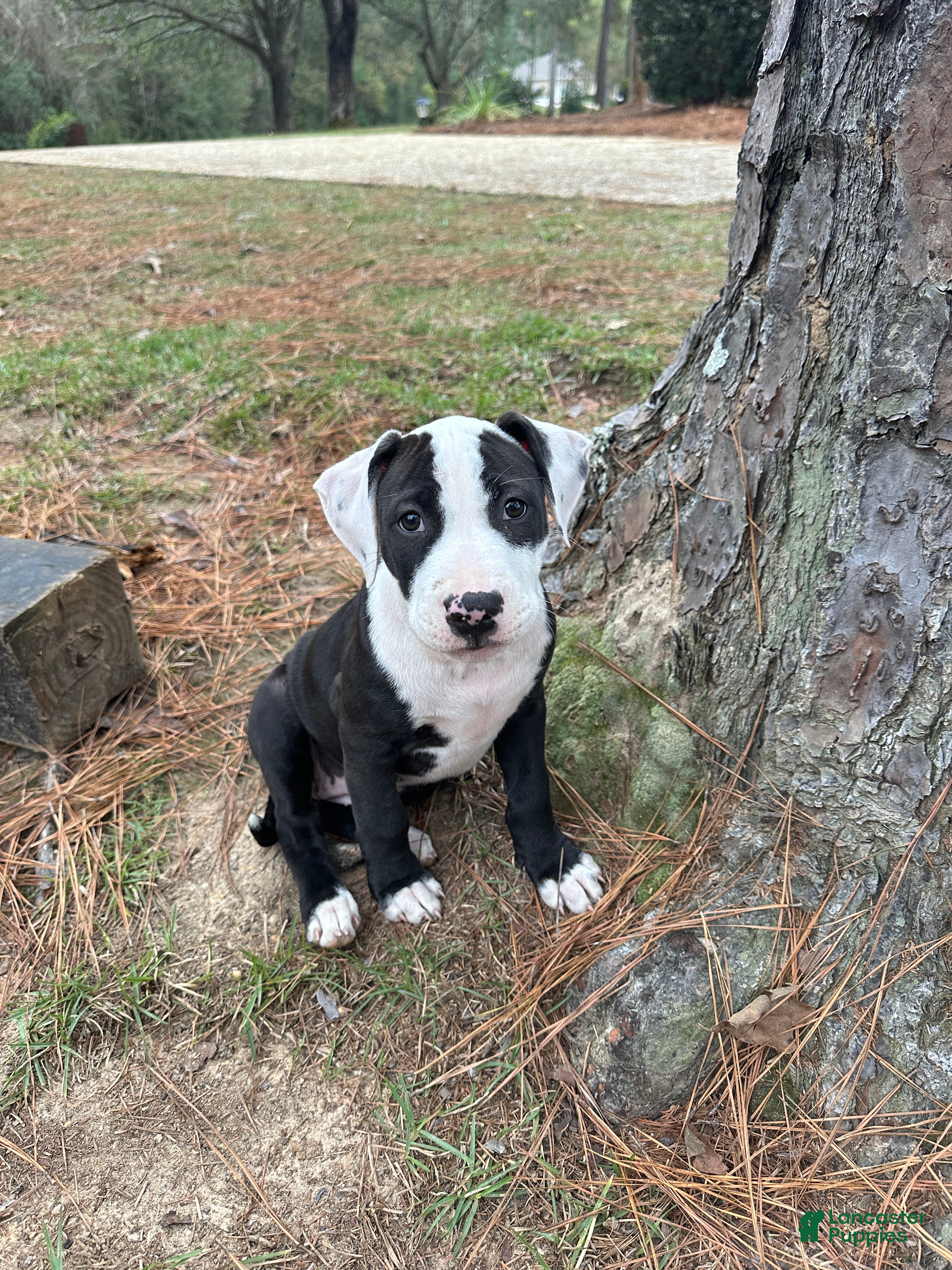 American Pit Bull Terrier dogs Bella - Ad 19