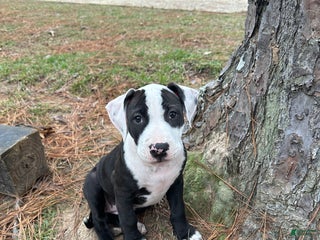 American Pit Bull Terrier dogs Bella - Ad 19