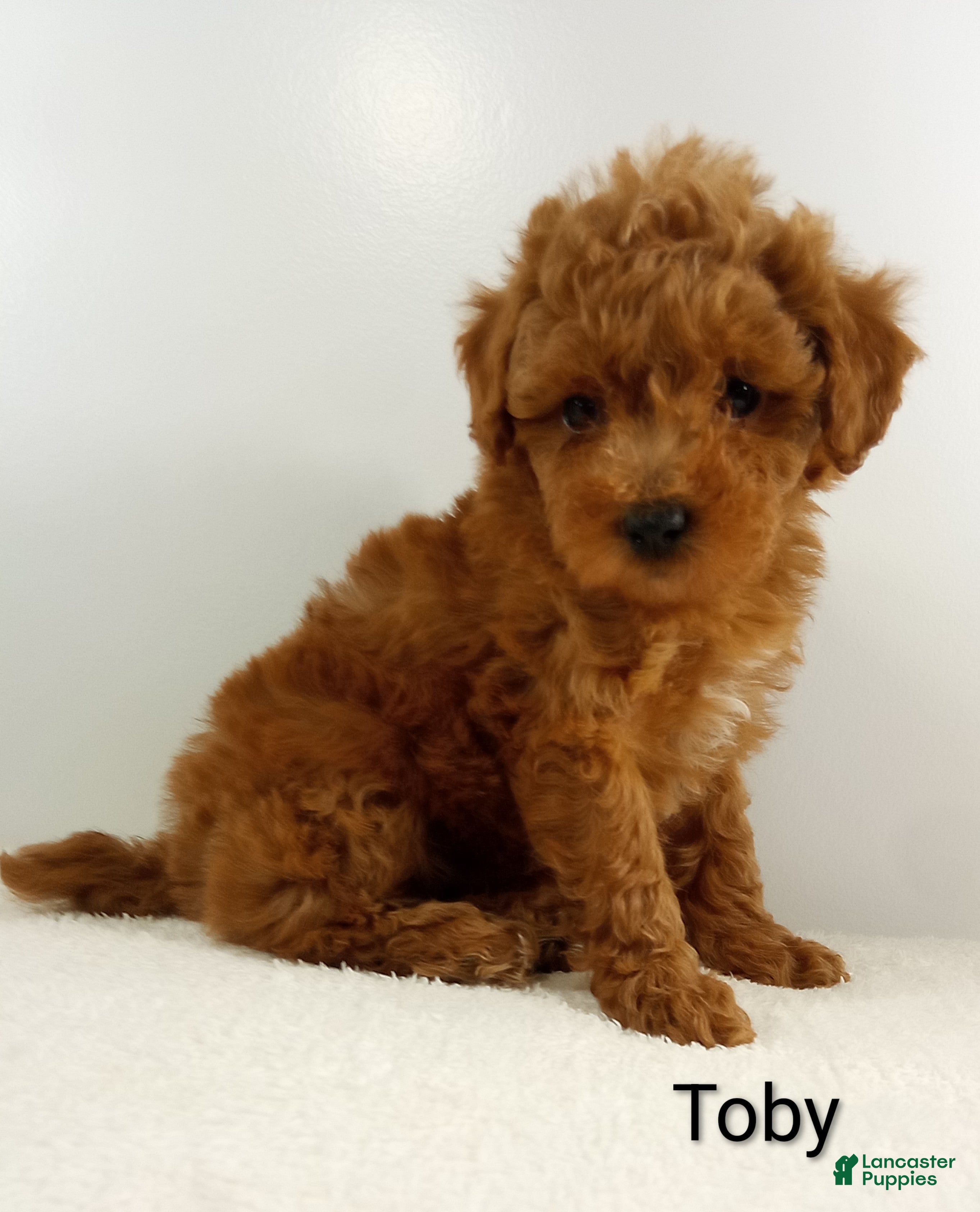 Toy Poodle dogs Toby -AKC  - Ad 37