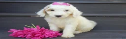 Mini Goldendoodle dogs for sale: Daisy (medium) - Ad 6