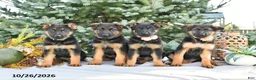 German Shepherd dogs for sale: Duke Von Haus - Ad 5