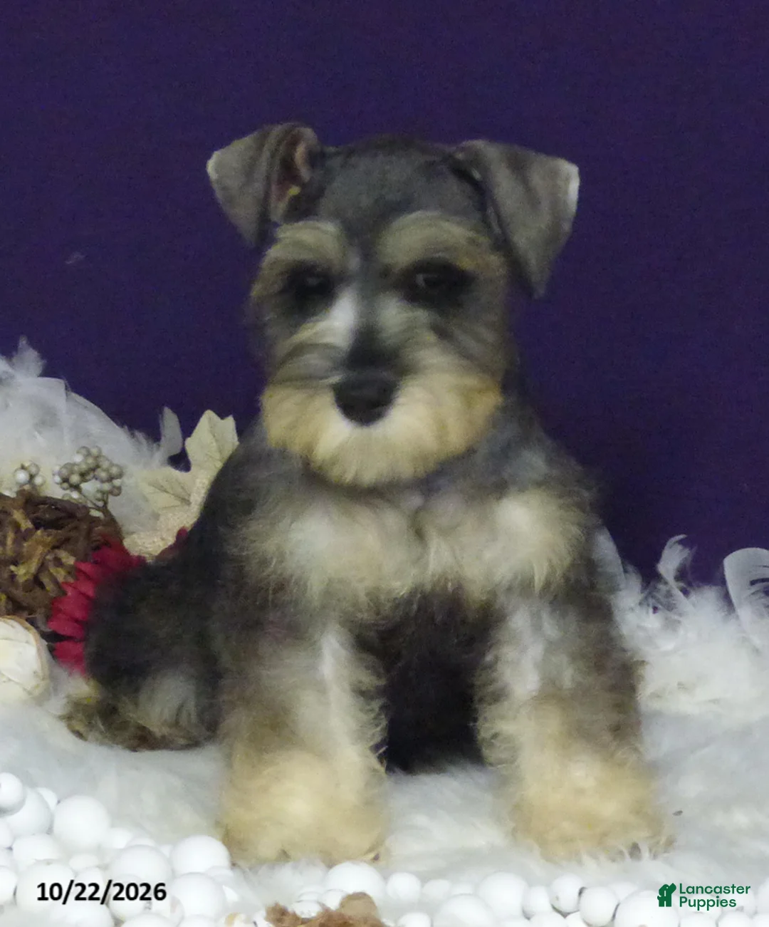 Miniature Schnauzer dogs for sale: Twila - Ad 5