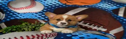 Welsh Corgi Pembroke dogs for sale: Lowell AKC Registered - Ad 8