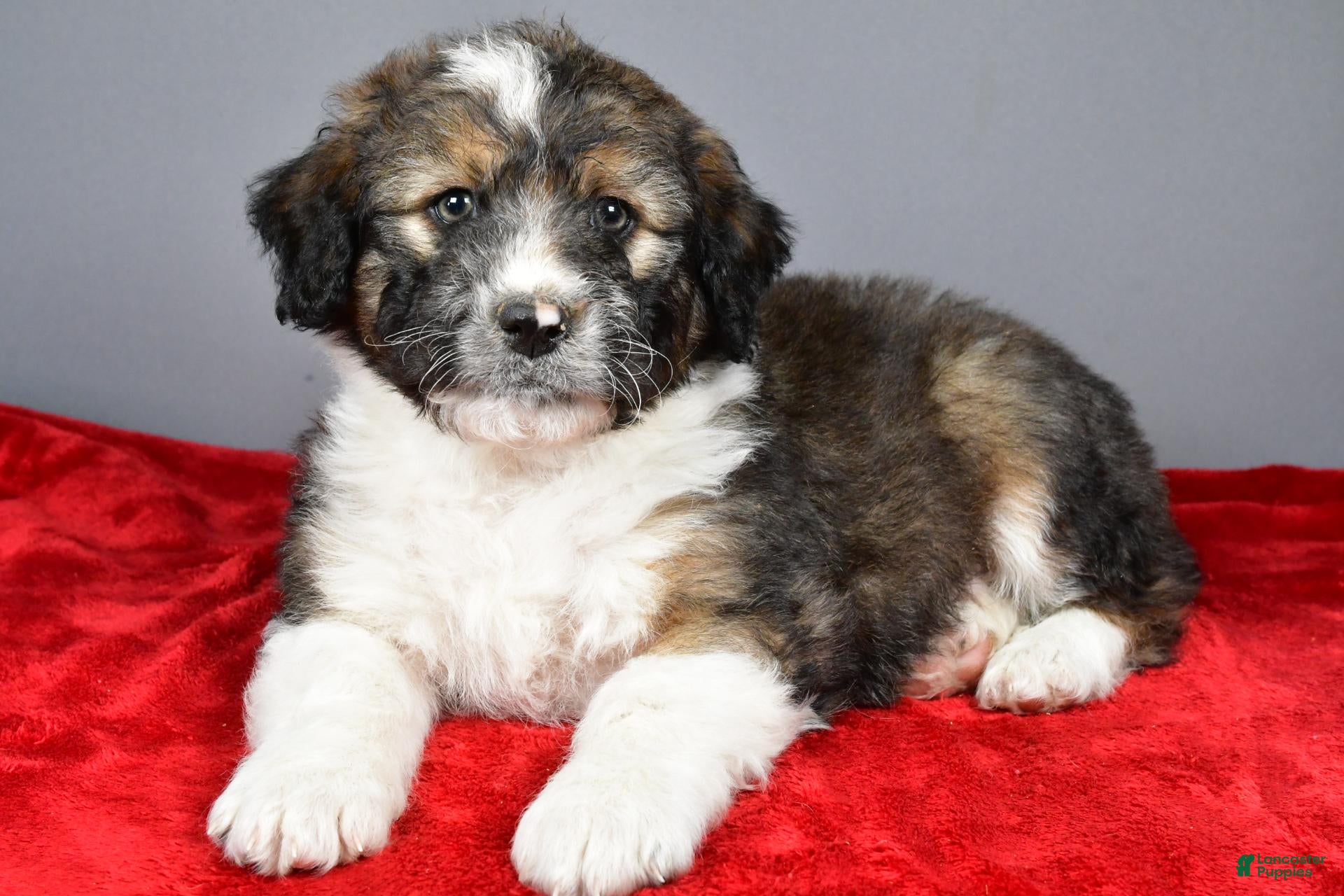 Aussiedoodle dogs for sale: Carter - Ad 1