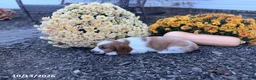 Welsh Springer Spaniel dogs for sale: Luna - Ad 5