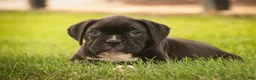 Boxer dogs for sale: Ford - Ad 2