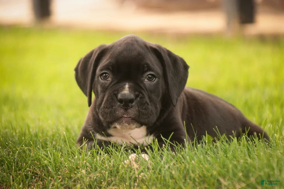 Boxer dogs for sale: Ford - Ad 2