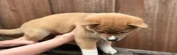 Shiba Inu dogs for sale: Ravioli - Ad 2