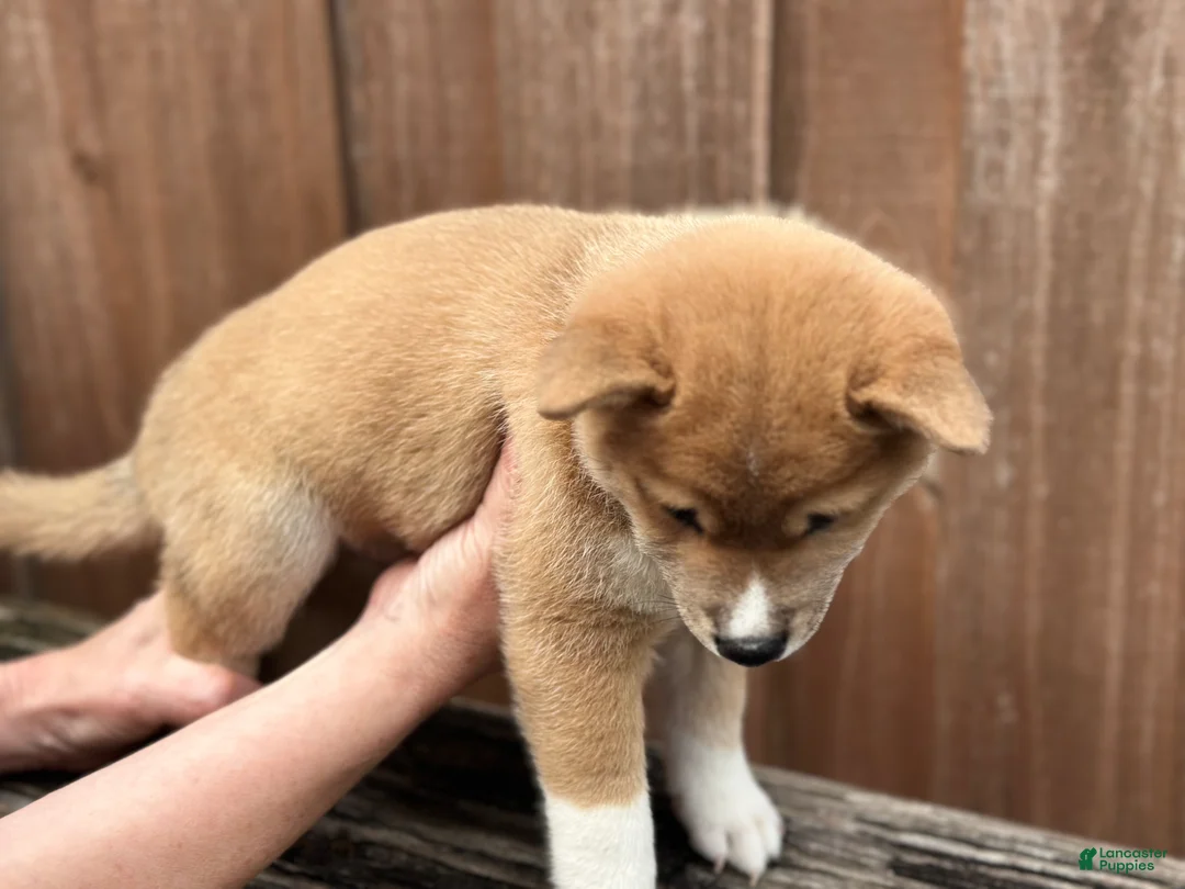 Shiba Inu dogs for sale: Ravioli - Ad 2
