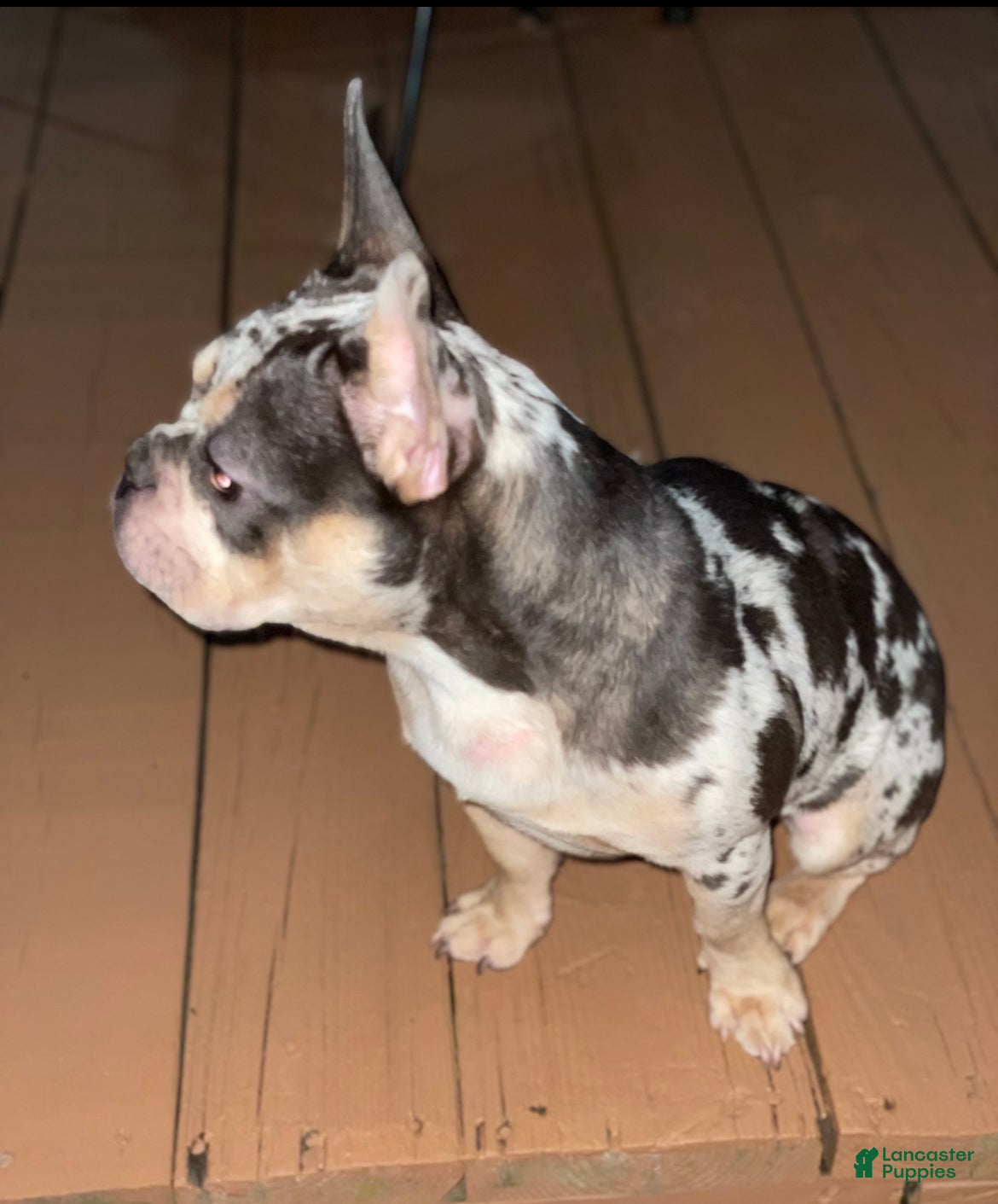French Bulldog dogs French Bulldog 1 - Ad 2