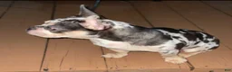 French Bulldog dogs for sale: French Bulldog 1 - Ad 2