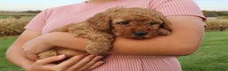 Cavapoo dogs for sale: Ralph  - Ad 6