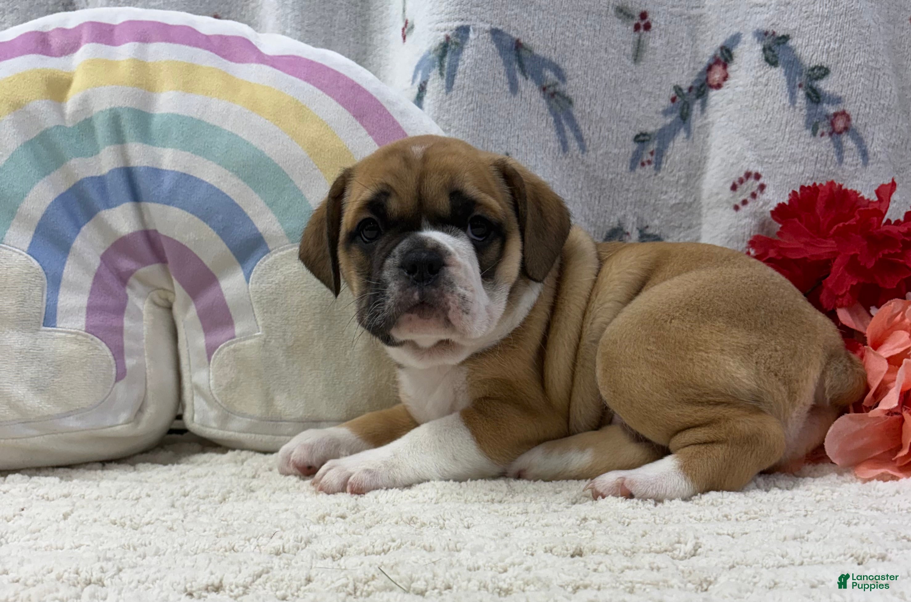 English Bulldog dogs Lena - Ad 2