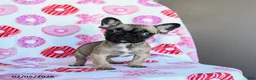French Bulldog dogs for sale: Peaches - Ad 5