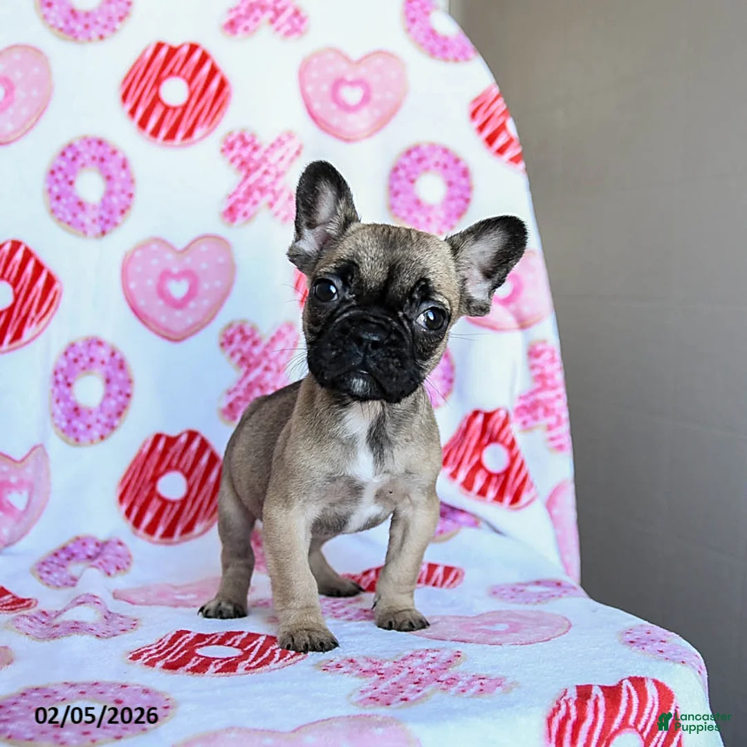 French Bulldog dogs for sale: Peaches - Ad 5