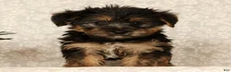 Yochon dogs for sale: Kennedi - Ad 6