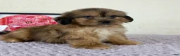 Shihpoo dogs for sale: Gretchen - Ad 7