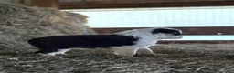 Australian Shepherd dogs for sale: Janna - Ad 9