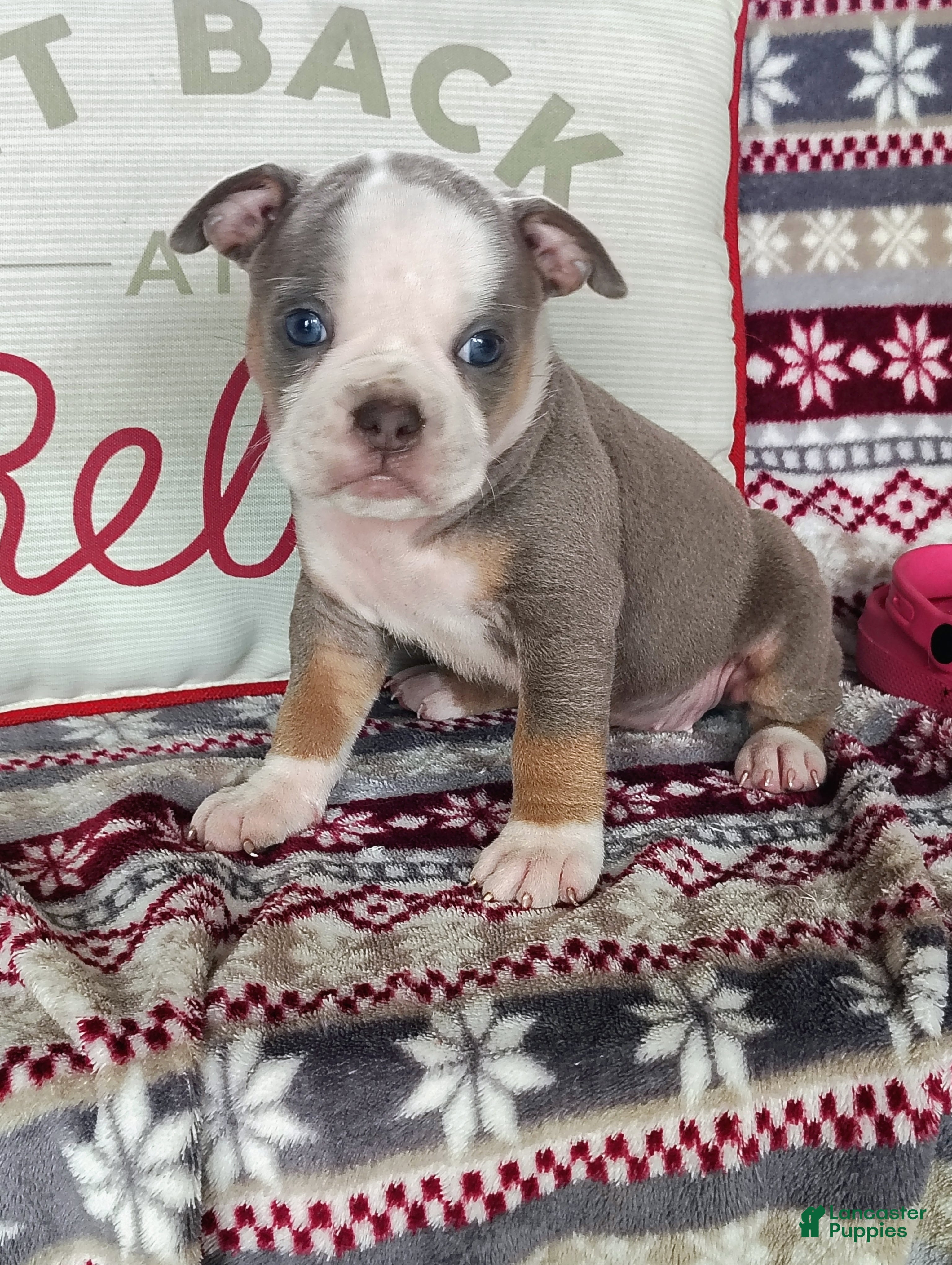 Olde English Bulldogge dogs Tiny - Ad 6