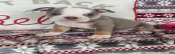 Olde English Bulldogge dogs for sale: Tiny - Ad 1