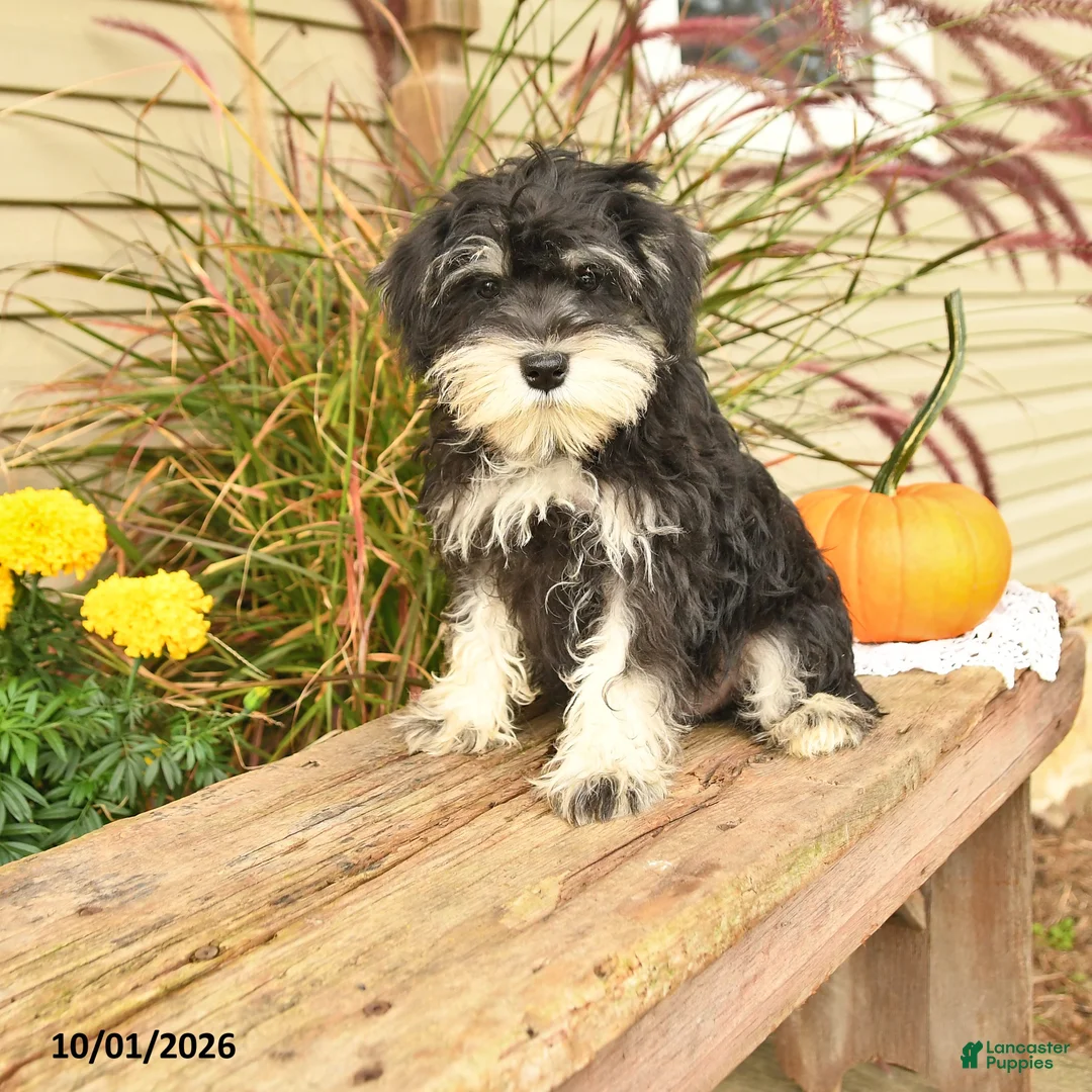 Miniature Schnauzer dogs for sale: Pedro - Ad 2