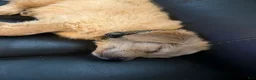 Mixed Breed dogs for sale: Mixed Breed Puppy 1 - Ad 2