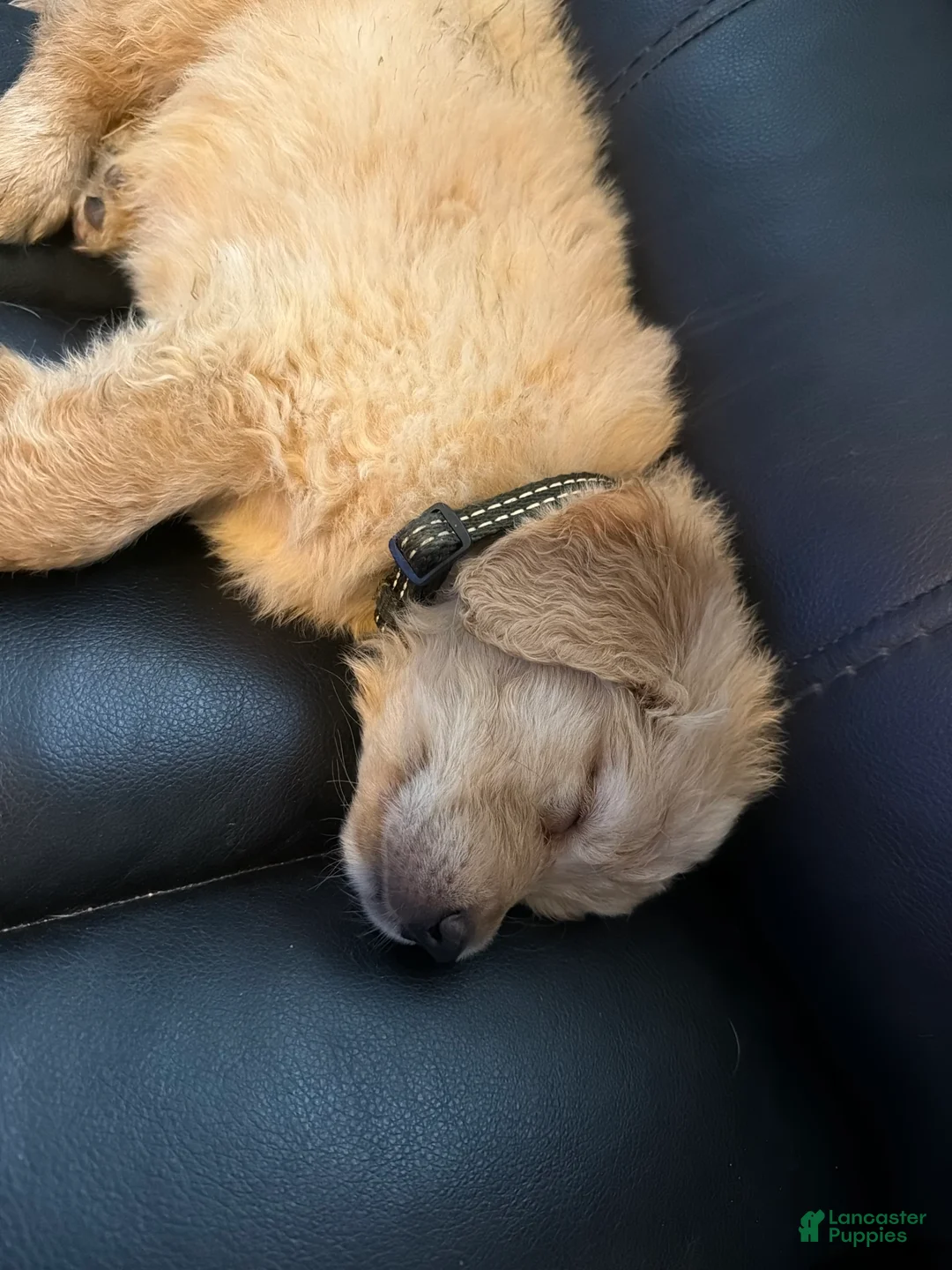 Mixed Breed dogs for sale: Mixed Breed Puppy 1 - Ad 2