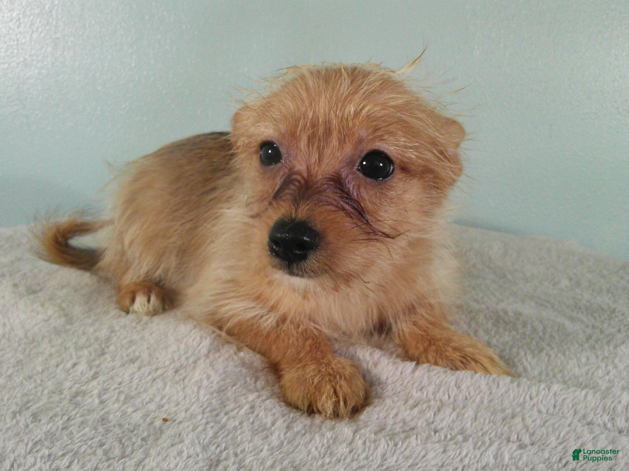 Mixed Breed dogs Charlotte - Ad 2